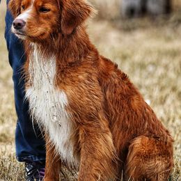 Nova Scotia Duck Tolling Retrievers from Water's Edge