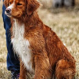 Nova Scotia Duck Tolling Retrievers from Water's Edge