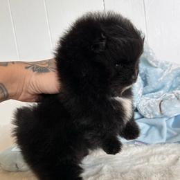 Onyx - Black male Pomeranian puppy in Childersburg, Alabama from A Sample Of Gods Love Kennels