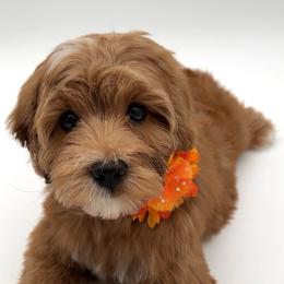 Delta - Red female Australian Labradoodle puppy in Denton, Texas from Dignity Labradoodles