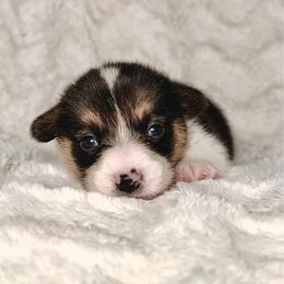 Boo - Black and tan male Pembroke Welsh Corgi puppy in Northwood, Iowa from Sorrel Sands Corgis
