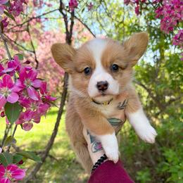 Dolly - Red and white female American Corgi puppy in Solon Springs, Wisconsin from Werpstead Shorties