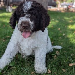 Justice - Chocolate male Labradoodle puppy in Snowflake, Arizona from Az Mountain Doodles