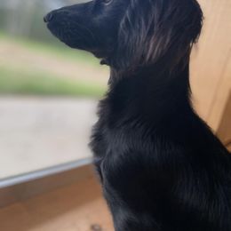 Dachshunds from Saban Nation