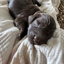 Male- TBD - Liver male Boykin Spaniel puppy in Cottondale, Florida from Baggett’s NWFL Gun Dogs