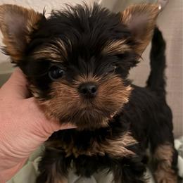 Mira - Black and tan female Yorkshire Terrier puppy in San Diego, Temecula, Ontario, California from Yorkie & Maltese Royalty