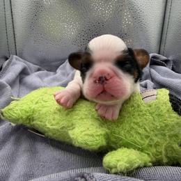 Tramp - Black white and tan male English Toy Spaniel puppy in Pennsylvania from Enchanting Charlies