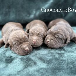 1st Pick Chocolate Boy - Chocolate male Australian Labradoodle puppy in Hartshorne, Oklahoma from Jena Edmond