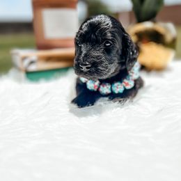 Goldendoodle Puppies from Posh Paws Puppies