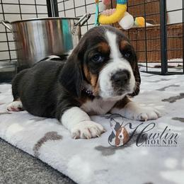 Verang - Black brown and white female Basset Hound puppy in Surprise, Arizona from Howlin Hounds
