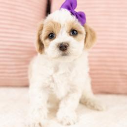 Berry - White female Maltipoo puppy in Salt Lake City, Utah from My Doodle Puppy