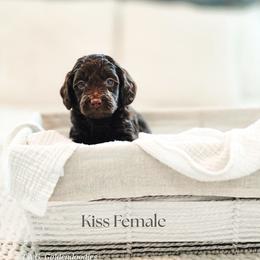 Kiss - Chocolate female Goldendoodle puppy in Punta Gorda, Florida from Transformation Acres Goldendoodle