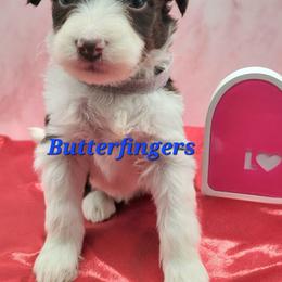 Butterfingers - Brown and white male Aussiedoodle puppy in Boonville, North Carolina from Branch Creek kennels