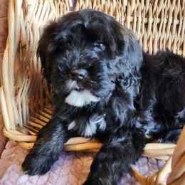 Bear - Black and white male Portuguese Water Dog puppy in Narvon, Pennsylvania from Prized Family Porties