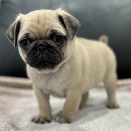 Beanie's Boy - Brown Collar - Fawn male Pug puppy in Troutman, North Carolina from Ohana Pugs