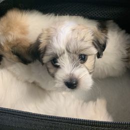 Coton de Tulear Puppies from Catawba Cotons