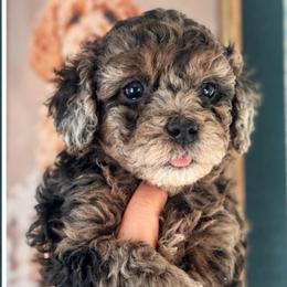 Olive - Merle female Goldendoodle puppy in Millville, California from Hope Lane Kennels