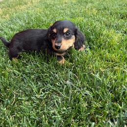 Wellington - Black and cream male Dachshund puppy in Salem, Oregon from Longdox Mini Dachshunds