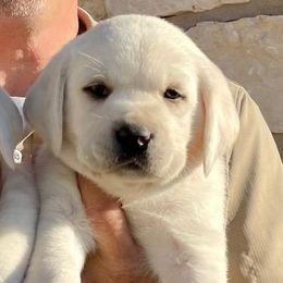 Boy 1 - Labrador Retriever puppy from Texas Bluebonnet Labs