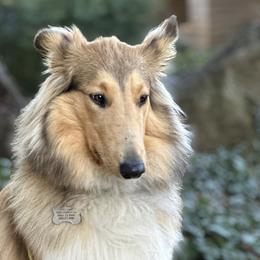 Scottish Collies from Sweet Selkie Scottish Rough Collies