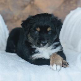 Baby Blue - Black tri-color female Australian Shepherd puppy in Yakima, Washington from Naches Heights Ranch