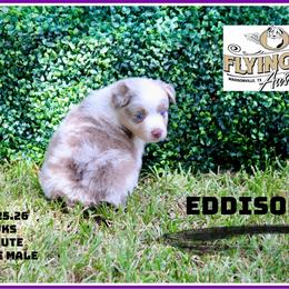 Eddison - Red merle male Miniature Australian Shepherd puppy in Madisonville, Texas from Flying LL Aussies