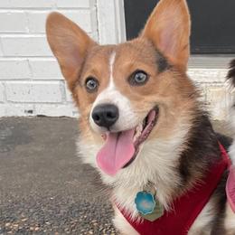 American Corgis from Waylon’s House of Corgis