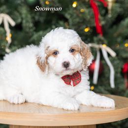 Snowman - Brown and white male Bernedoodle puppy in St Joe, Indiana from Pawsh Bernedoodles