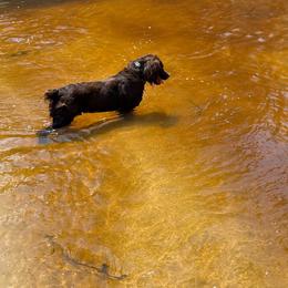 Boykin Spaniel puppies from C4 Kennels of FL & AL