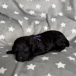 AKC Bella - Purple - Black female Poodle puppy in Baytown, Texas from Charlotte & Co. Miniature Poodles