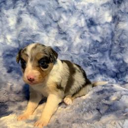 Rumi - White and blue merle female Border Collie puppy in Decatur, Alabama from Phantom Border Collies