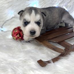 Kringle - Gray and white male Siberian Husky puppy in Vail, Iowa from Homegrown Huskies