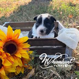 Lou - Black and white female Border Collie puppy in Nashville, Arkansas from Whisenhunt Farms