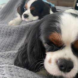 Black Russian Terrier and Cavalier King Charles Spaniel Puppies from Ocean Gem & Guardian Bears