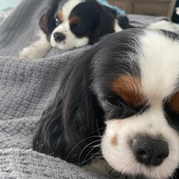 Black Russian Terrier and Cavalier King Charles Spaniel Puppies from Ocean Gem & Guardian Bears