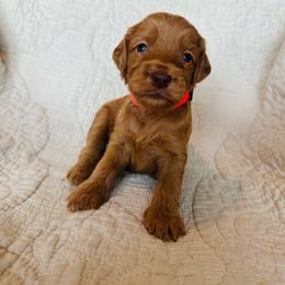 Hot Pink - female Golden Mountain Doodle puppy in Leander, Texas from Olive Grove Doodles