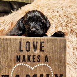 Panther---Back feet dipped in white - Black male Havapoo puppy in Parks, Arkansas from BAK Home Pups