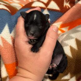 Rapunzel - Black and white female Sheepadoodle puppy in Wharton, Texas from Little Fur Friends