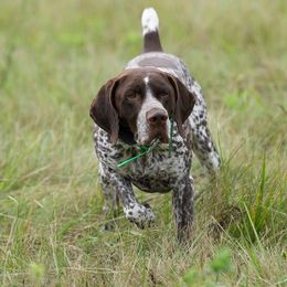 Wyatt - German Shorthaired Pointer