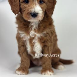 Clifford - Red  male Goldendoodle puppy in Milford, Indiana from Railway Acres Kennel