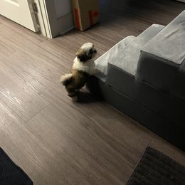 Shih Tzu Puppies from TACG