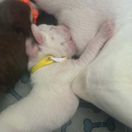 Yellow - White female Boxer puppy in Evington, Virginia from Boxer Tails