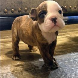 Sandy - Red brindle and white female Bulldog puppy in Lake Stevens, Washington from Washington Bulldogs