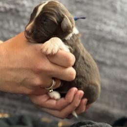 Branch - Red tri-color male Australian Shepherd puppy in Columbia Falls, Montana from Firefly Horse Co Wellness Retreat Center