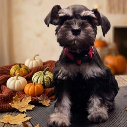 Female puppy - Black and silver female Miniature Schnauzer puppy in Houston, Texas from Haughton Farm