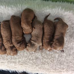 Cavapoo Puppies from Velvet Paws Cavapoos