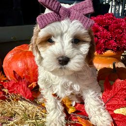 Izzie  (Purple) - Blenheim female Cavapoo puppy in West Haven, Utah from Harper Haven Cavapoos & Doodles