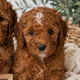 Callum - Red male Cavapoo puppy in Council Bluffs, Iowa from The Doodle Den