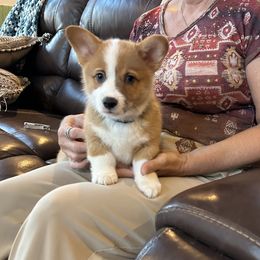 Boy 2 - Red male Pembroke Welsh Corgi puppy in Waxahachie, Texas from 4G Farms Corgi’s
