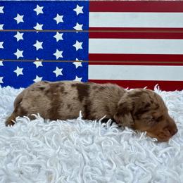 Woody - Dapple male Dachshund puppy in Colbert, Oklahoma from Brooke Crenshaw